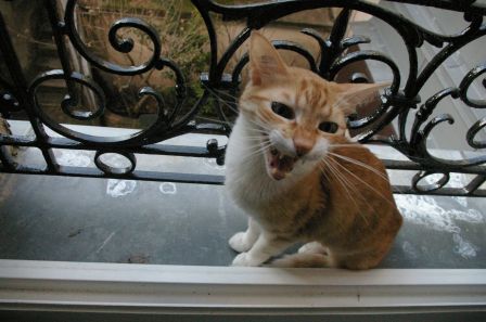 chaton miaou